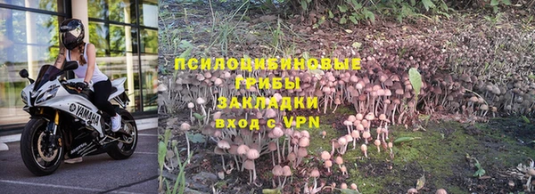 крисы Дмитров